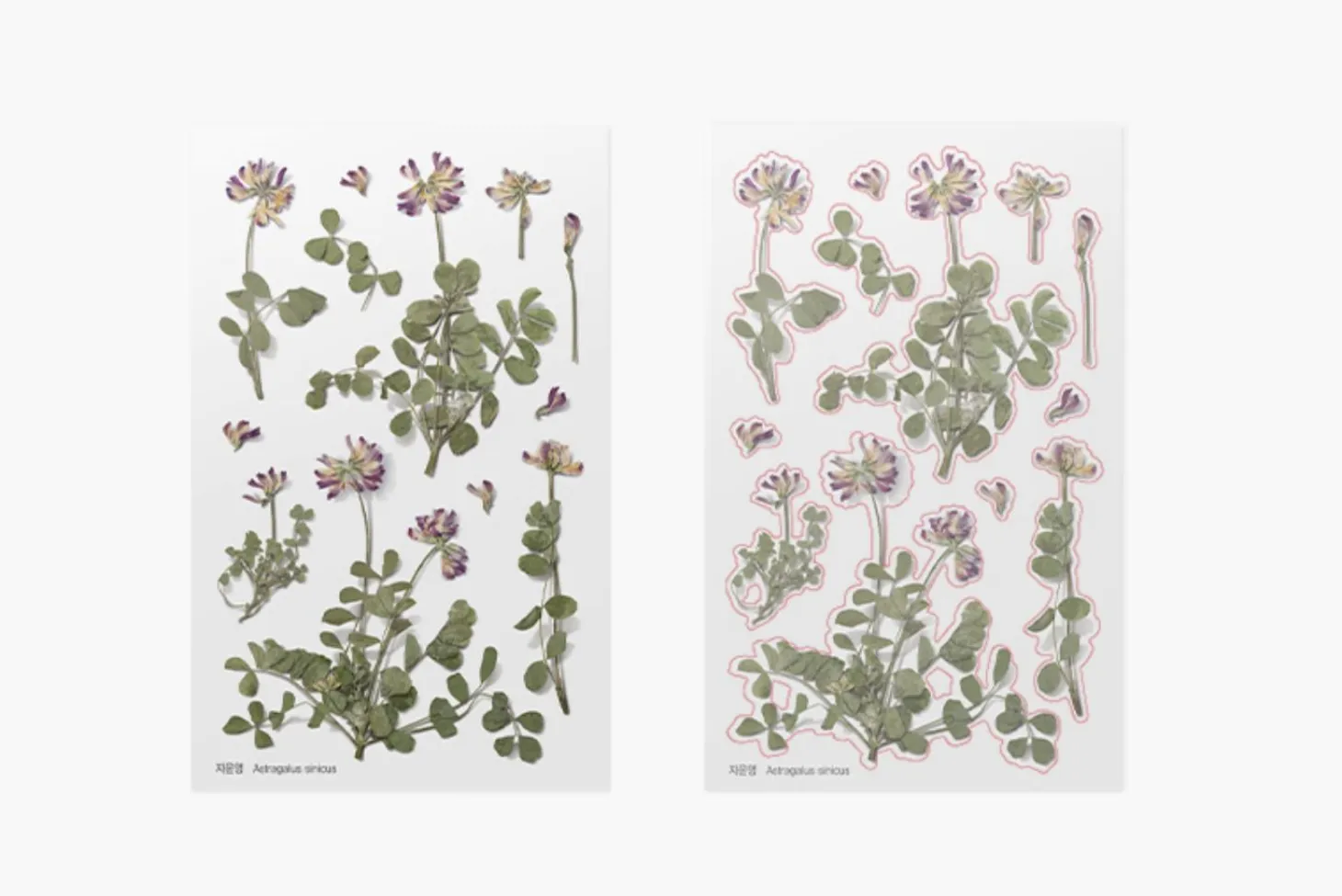 Astragalus Sinicus Pressed Flower Sticker