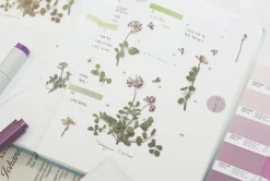 Astragalus Sinicus Pressed Flower Sticker
