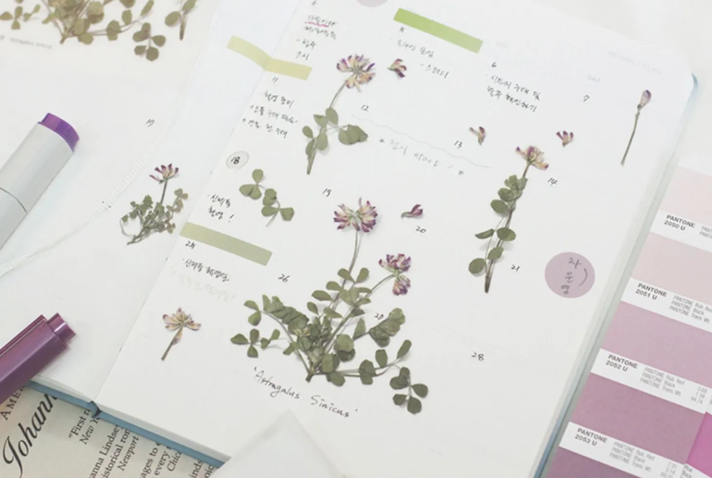 Astragalus Sinicus Pressed Flower Sticker