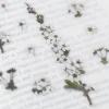Bridal Wreath Pressed Flower Sticker