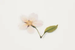 Cherry Blossom Pressed Flower Sticker