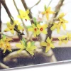 Forsythia Deco Sticker