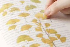 Ginkgo Pressed Flower Sticker