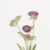 Globe Amaranth Pressed Flower Sticker