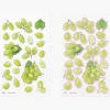 Green Grape Pressed Fruit Sticker