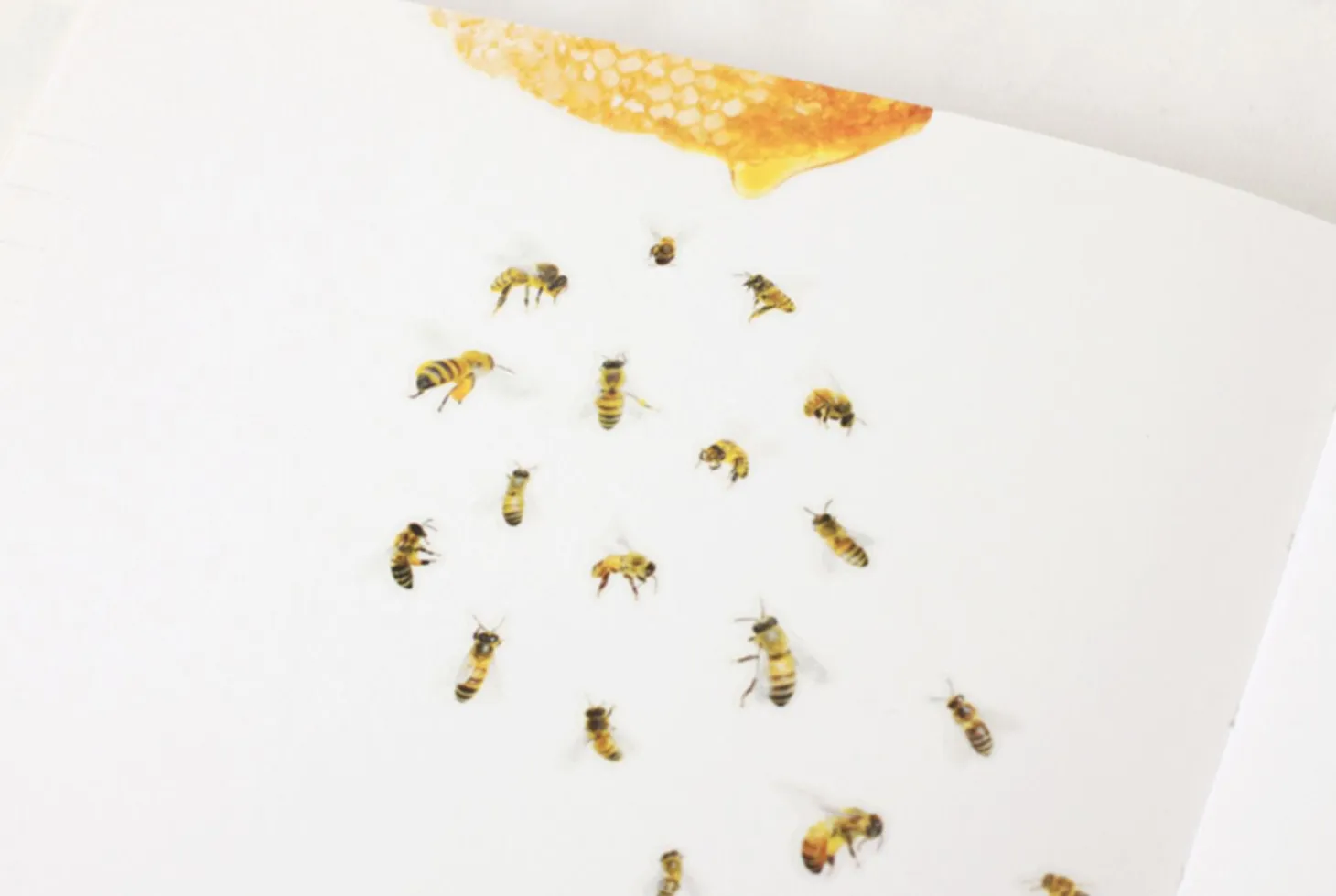 Honey Bee Nature Sticker