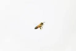 Honey Bee Nature Sticker