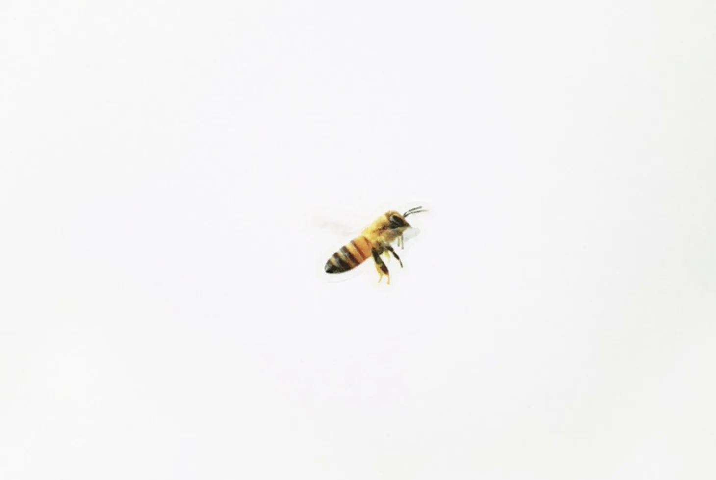 Honey Bee Nature Sticker