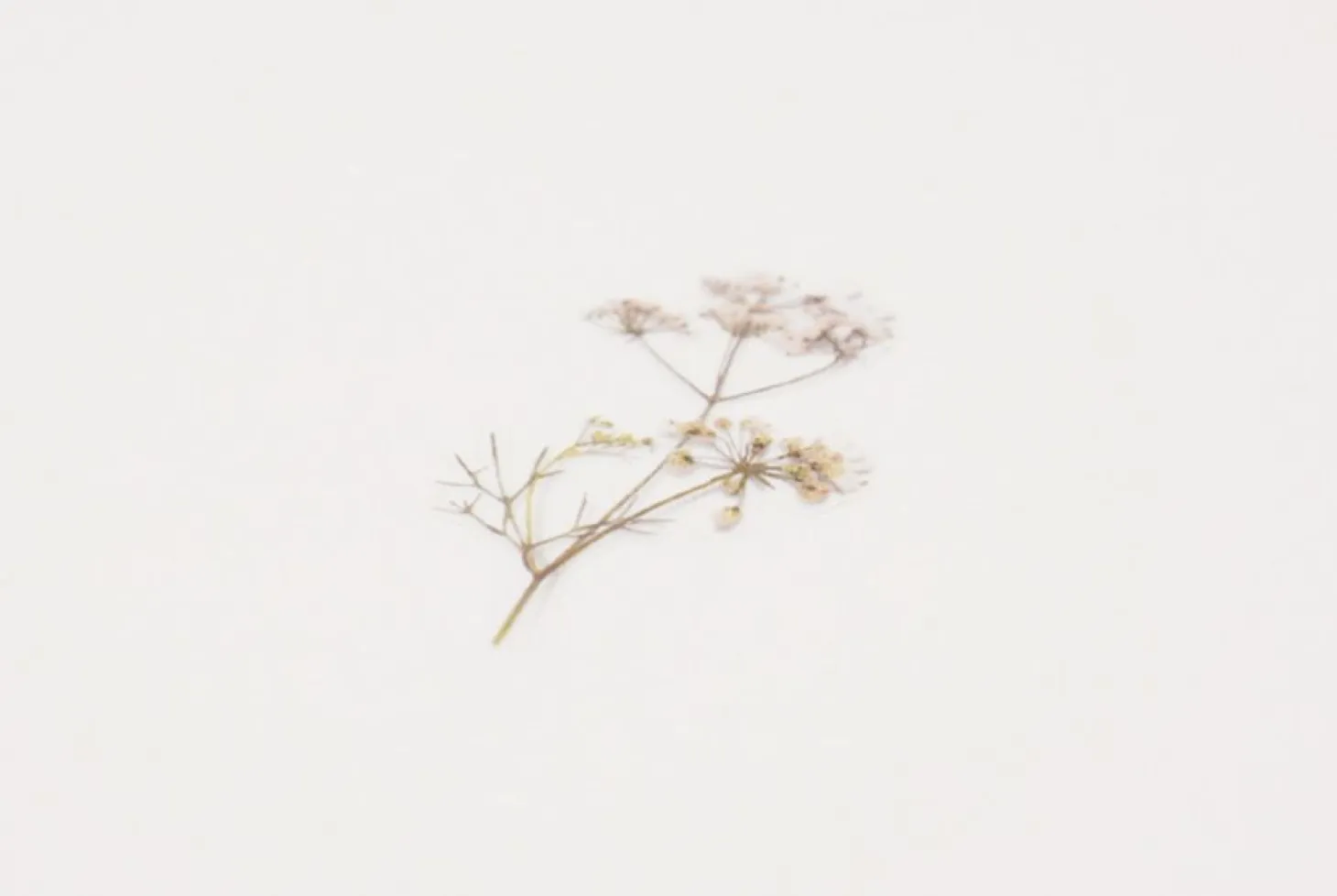 Lace Pressed Flower Sticker