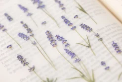 Lavender Pressed Flower Sticker