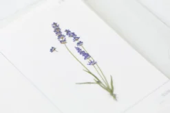 Lavender Pressed Flower Sticker