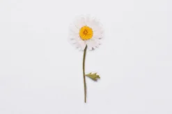Marguerite Pressed Flower Sticker