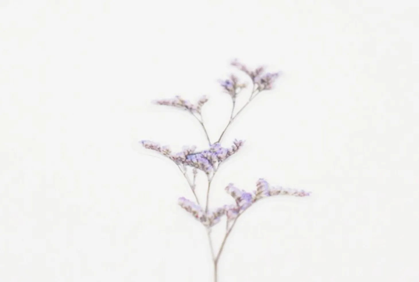 Misty Blue Pressed Flower Sticker
