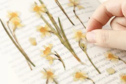 Narcissus Pressed Flower Sticker