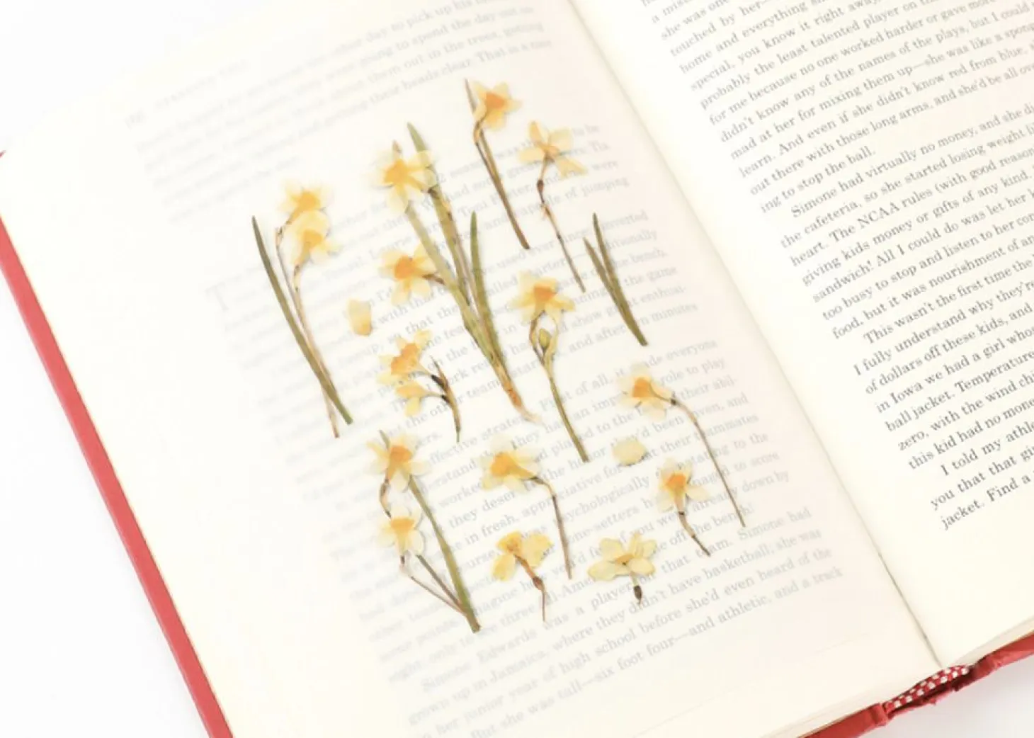 Narcissus Pressed Flower Sticker