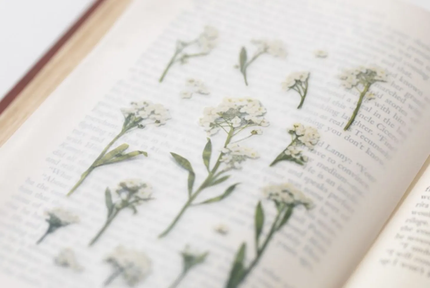 Sweet Alyssum Pressed Flower Sticker